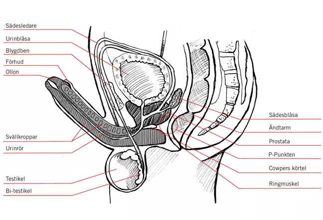 Illustration av kukens olika delar 